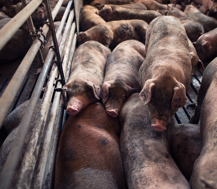 Pig Farming in Nigeria: Common Challenges and How to Overcome Them